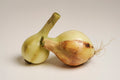 zwiebel