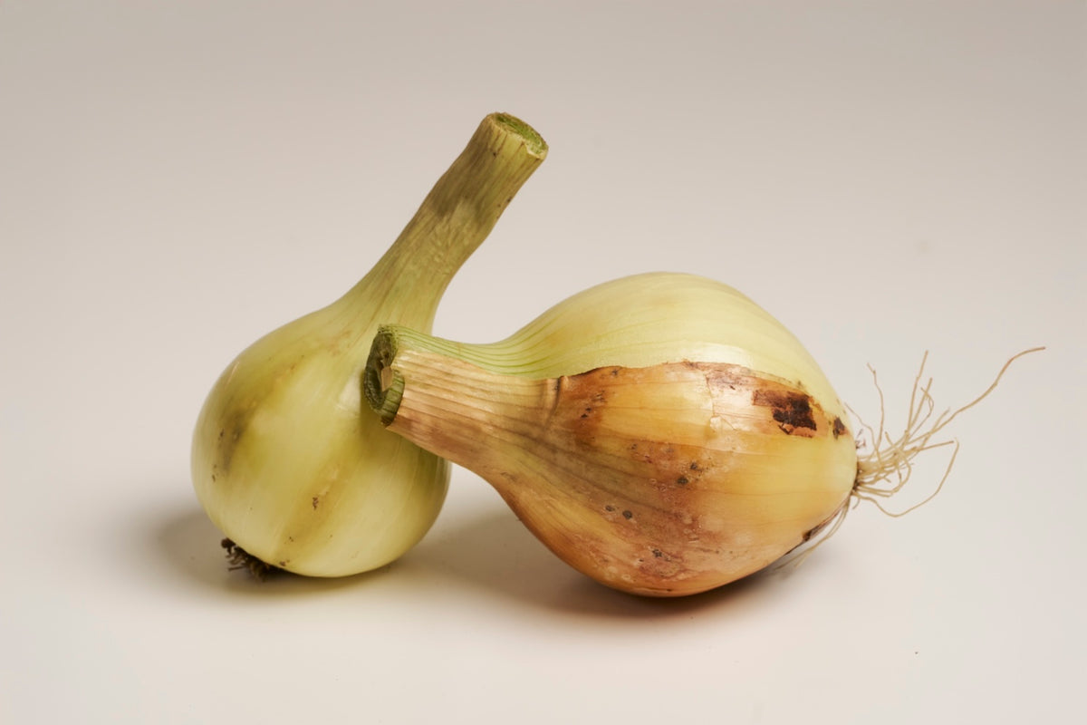 zwiebel