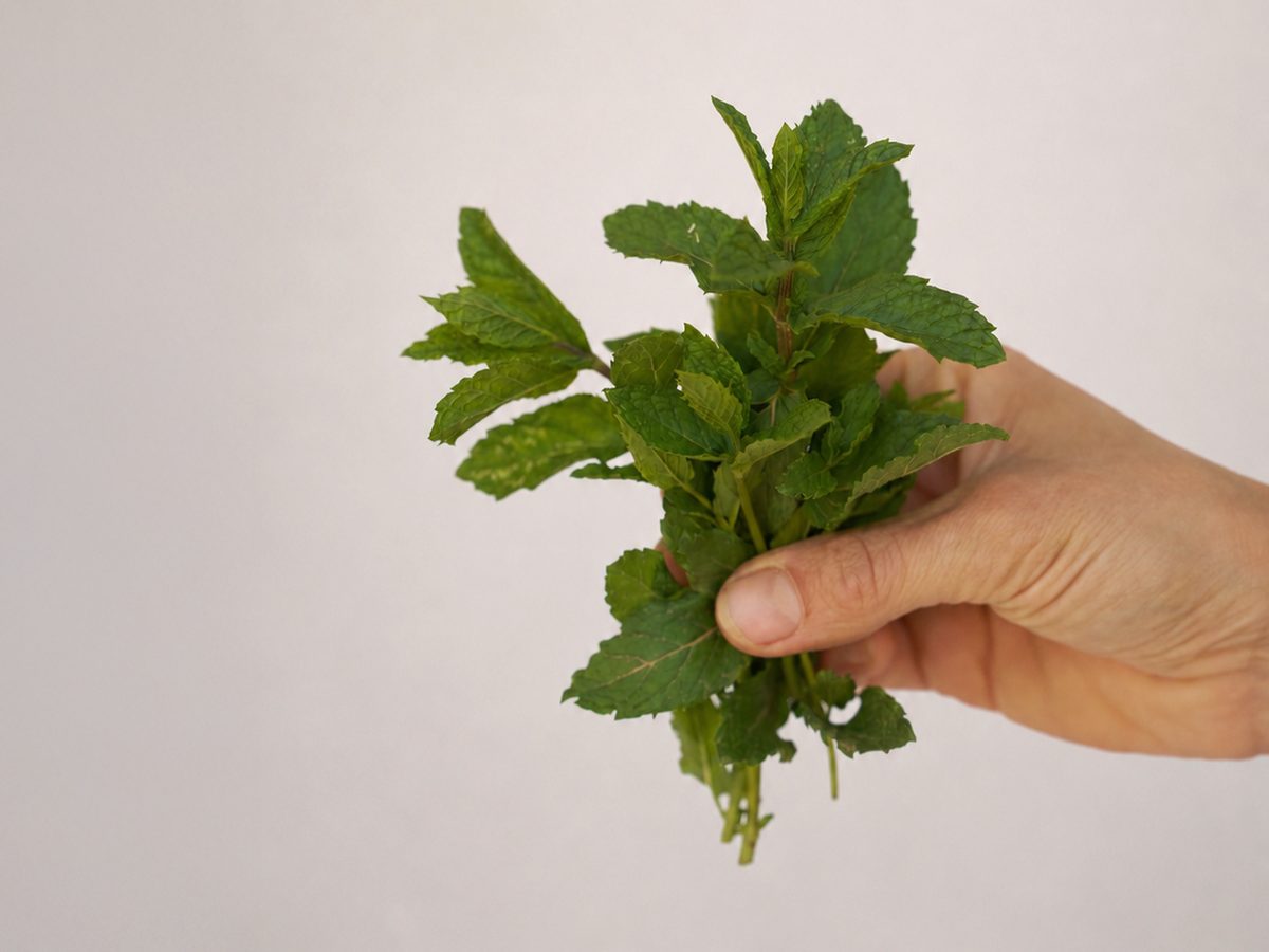 marrokanische minze