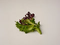 baby leaf salat mix