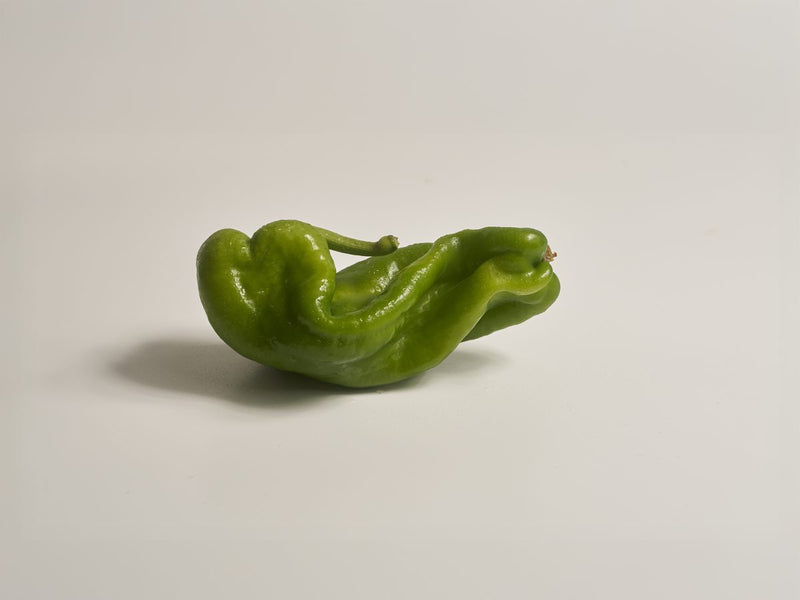 grüne spitz paprika
